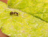 Ant on Green Leaf
