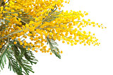 branch of a mimosa