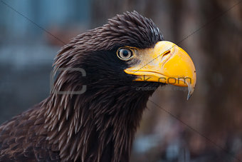 Portrait of a black eagle