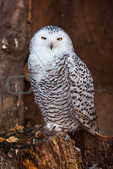 White owl sitting on stump