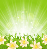 Spring background with green grass and flowers