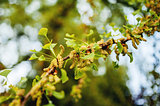 Gingko leaf in spring
