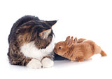 maine coon cat and bunny