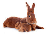 young rabbit and mother