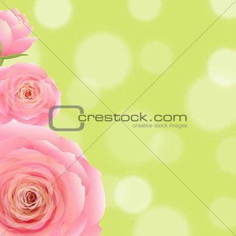 Pink Rose With Bokeh 