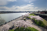 Cherry Blossoms Along Portland Willamette River