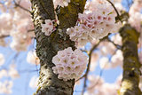 Cherry Blossoms Sakura Flowers Closeup