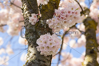 Cherry Blossoms Sakura Flowers Closeup