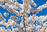 Cherry Blossoms Flowers in Full Bloom