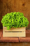 great fresh organic green lettuce on a wooden background