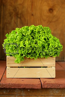 great fresh organic green lettuce on a wooden background