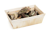 Oysters box