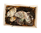 Oysters box