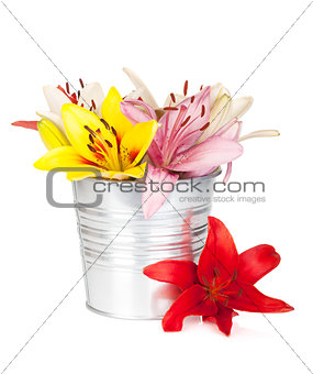 Colorful lily flowers