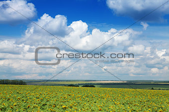 Yellow field of sunflowers and bright blue sky