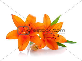 Two orange lily