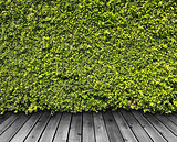 Green leaves wall 