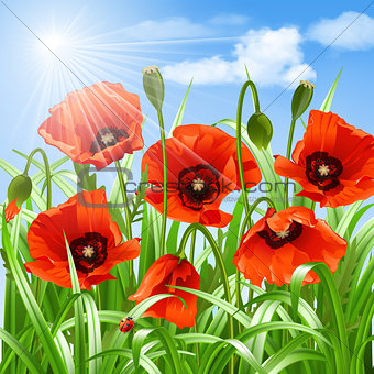 Red poppies in grass.