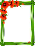 Floral frame with red poppies and ladybirds.