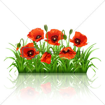 Red poppies in grass.