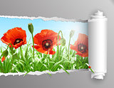 Red poppies in grass with ripped paper.