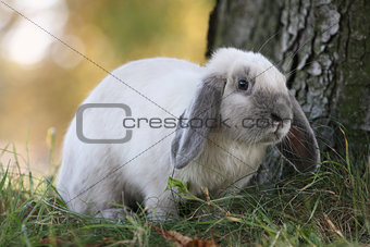 Siamese-blue Rabbit