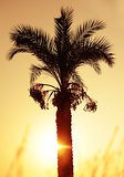 Palm tree under sunset at sea.