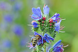 A bee on a blueweed