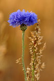 A blue cornflower.