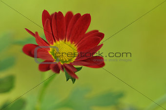 Flowering red chrysanthemum