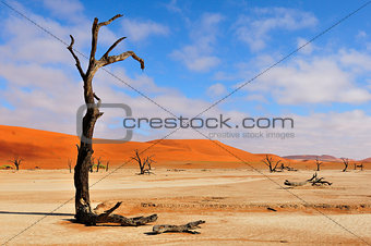 Lonely tree skeleton, Deadvlei, Namibia