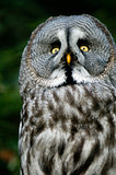 siberian gray owl