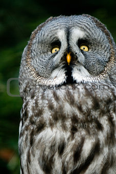 siberian gray owl