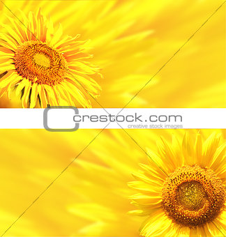 Banners with sunflowers