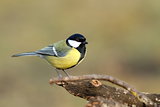 great tit over blurred background