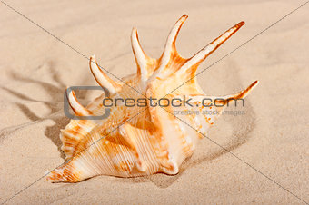 big beautiful shell on fine sand
