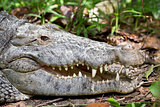 tropical alligator