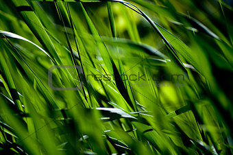 Green Grass Summer Background
