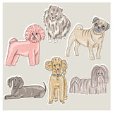 Set of cute little breed dogs. Bichon, pug, spitz, dachshund, po