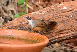 Chestnut-capped Babbler (Timalia pileata)