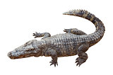 Wildlife crocodile isolated on white
