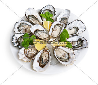 dozen oysters on white plate
