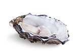 Fresh opened oyster