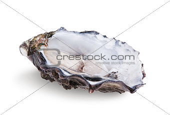 Fresh opened oyster