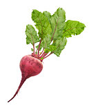 Beetroot With Leaves Isolated On White