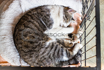 Sleeping cat in the cage