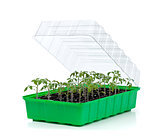 Germination tray with small tomato seedlings