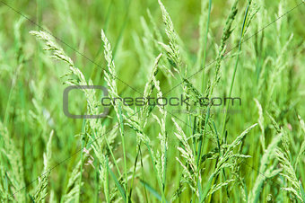 Juicy Green Grass