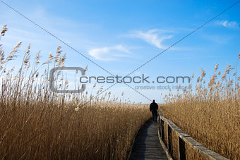 Walking in the reeds