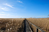 Wooden footpath in the reeds